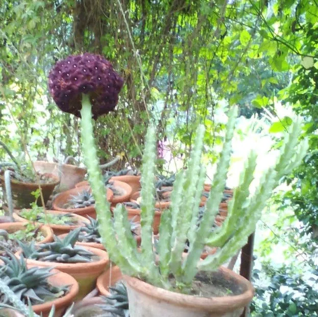 Caralluma Umbellata Succulent Plant